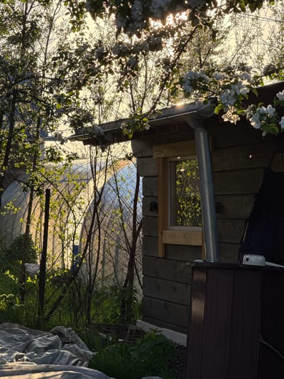 The image depicts an outdoor scene, likely a garden or yard, at either sunrise or sunset. The sun is low in the sky, creating a strong backlight that illuminates the scene with a golden glow and produces lens flare.
On the left side and in the foreground, a flowering tree, possibly an apple or cherry, is prominent. Its branches are laden with white blossoms and new green leaves, appearing partially silhouetted against the bright sky. A metal downspout or pipe is visible running vertically along the side of a wooden structure.
The main subject on the right is a rustic wooden building, possibly a shed or an outbuilding, constructed from dark horizontal planks. A small, square window with a simple wooden frame is set into its side. Above the window, on the dark wooden wall, a white outdoor security camera or light fixture is mounted. To the far right, near the ground, a white, draped covering, possibly a frost protection sheet, is visible.
Beyond the immediate foreground, a chain-link fence separates the garden from an open area. The bright light in the background suggests either a reflective surface or a large, sunlit expanse. No human activity or individuals are present in the image. There is no visible text. The setting suggests a rural or semi-rural environment, consistent with the given location context of Minino Stantsiya, Russia.