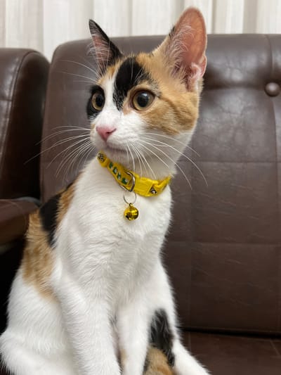 A calico cat with a yellow collar and a bell is sitting on a brown leather sofa. The cat's fur is predominantly white with patches of black and orange. It has large, expressive eyes and long white whiskers. The background is blurred, showing a window with curtains and a portion of the sofa. The setting appears to be an indoor domestic environment. No specific landmarks or elements suggest a location in Ümraniye, Turkey.