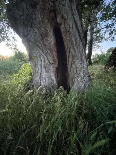 A close-up, low-angle shot captures the textured bark of a large, mature tree, emphasizing its rough, deeply grooved surface. A dark, hollow opening runs vertically through the center of the trunk, appearing to be a natural cavity. Surrounding the base of the tree is a dense growth of tall, green grass, some of which has seed heads. In the background, other trees and foliage are visible, with the sky showing a pale blue hue, suggesting it may be dawn or dusk. The scene is set in a natural environment, likely a park or a wooded area, with no people or animals present. The overall impression is one of natural growth and the passage of time.