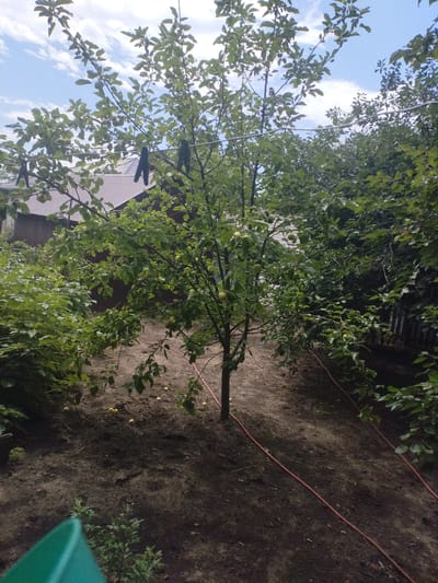 In Taganrog City District, Russia, a young apple tree stands in the center of the frame, its branches laden with green apples and covered in lush green leaves. Two dark clothespins are visible hanging from a wire strung across the upper portion of the tree. The tree is situated in a yard with a dirt ground, some fallen apples scattered on the ground around the base of the tree. A red hose lies on the ground, snaking its way through the yard. Behind the apple tree, a brown wooden building with a dark metal roof is visible. On the right side of the frame, a dense cluster of green trees and bushes creates a lush backdrop. The sky above is blue with scattered white clouds. In the foreground, a portion of a bright green object, possibly a container, is visible on the lower left side of the image.