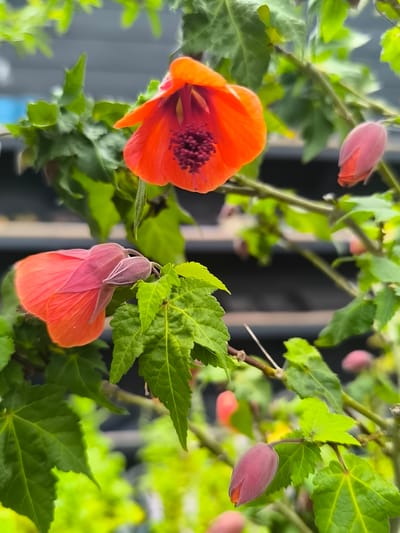 This is a close-up, eye-level shot of an Abutilon plant, commonly known as a flowering maple, in the village of Mažučiai, Lithuania. The focus is on several bell-shaped flowers and buds in varying stages of bloom, set against a backdrop of lush green foliage and blurred brown branches. The open flowers are a vibrant orange, with delicate, ruffled petals and a prominent cluster of dark stamens at their center. The buds are a soft pinkish-orange, appearing fuzzy and rounded, hinting at the vibrant color to come. The leaves are a deep green with a slightly textured surface and serrated edges. The background is softly out of focus, suggesting an outdoor setting with hints of muted colors that could be part of a garden or natural landscape. There are no people or animals visible in the image. The overall impression is one of natural beauty and delicate floral detail.