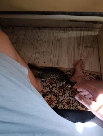 The image depicts a domestic scene with a tabby kitten lying on a rug. In the foreground, a person's leg, covered by light blue fabric, is visible. To the right, another person's bare foot is also present, positioned near the kitten. A hand is reaching out towards the kitten, possibly interacting with it. The environment appears to be indoors, with a wooden floor visible and the underside of a piece of furniture overhead. The overall impression is one of casual interaction within a home. There is no information in the image to indicate the location in the city of Leñgir, Kazakhstan.