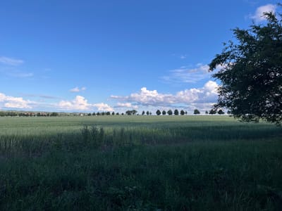 An outdoor, low-angle, full shot captures a bucolic landscape on a clear day in Bašť, Czechia. A vibrant, bright blue sky dominates the upper half of the image, dotted with scattered white cumulus clouds. The horizon line is marked by a distant row of trees and buildings, suggesting a settlement. In the middle ground, a vast, green field stretches horizontally, appearing to be planted with crops like wheat or barley, with vertical rows of darker green vegetation interspersed. The foreground is filled with a dense, dark green grassy area, with some taller weeds and plants visible, creating a sense of depth. To the right, the dark silhouette of a large tree with abundant foliage partially obscures the sky and the distant landscape. There are no people, animals, or discernible actions taking place in the scene. The overall atmosphere is peaceful and rural.