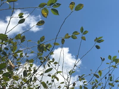 In Yalguba, Russia, a low-angle shot captures the underside of tree branches against a clear blue sky dotted with white clouds. The branches are thin and spindly, with clusters of green and yellowing leaves. Some leaves show signs of decay, with brown spots and curled edges. Small, round, green fruits are visible on some of the branches. The sunlight filters through the leaves, creating dappled shadows. The overall impression is one of natural beauty, with the vibrant blue sky serving as a backdrop to the delicate foliage.