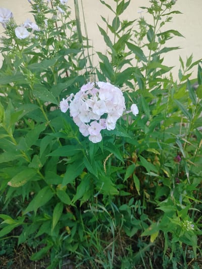 The image shows a cluster of pale pink and white flowers, likely phlox, in bloom. The flowers are densely packed in a rounded inflorescence. They are surrounded by lush green foliage, with some blades of grass visible in the foreground. The background consists of a pale yellow wall, possibly the exterior of a building. The scene appears to be an outdoor setting, likely a garden or yard. The lighting suggests it is daytime, with soft, natural light illuminating the flowers and plants. There are no people or animals visible in the image. The overall impression is one of natural beauty and tranquil outdoor scenery. The location is identified as Znamenskoye, Russia.