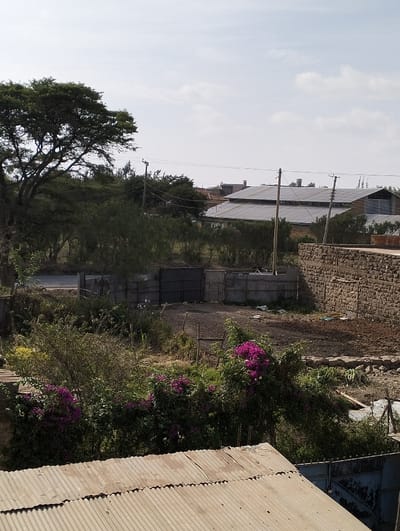 A sunny landscape features a corrugated metal roof in the foreground, leading to a garden with vibrant purple bougainvillea. Beyond lies a yard with a fence and a stone wall on the right. In the distance are industrial buildings with corrugated metal roofs and a row of power poles. A large tree stands to the left, partially obscuring a paved road. The sky is lightly overcast.