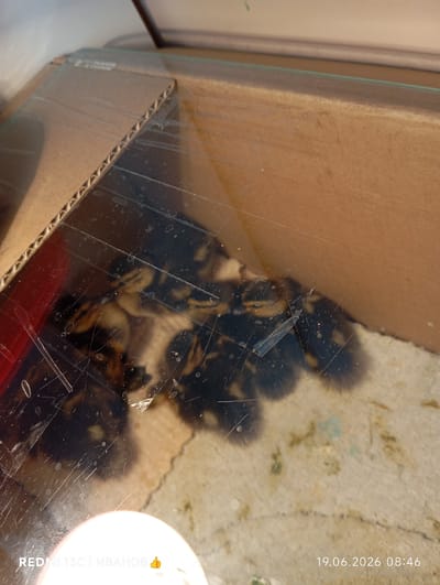 The image shows a close-up, top-down view of a cardboard box with a clear plastic lid. Inside the box, several dark-colored ducklings are visible, huddled together on a light-colored, textured surface, possibly bedding material. The plastic lid is scratched and smudged, distorting the view of the ducklings. The background consists of the interior of the cardboard box, which appears to be made of corrugated cardboard. Text in the bottom left corner of the image reads "REDMI 13C | ИВАНОВ 👍". Text in the bottom right corner reads "19.06.2026 08:46". The scene depicts a domestic setting, likely a home, and given the presence of ducklings, potentially a place where they are being raised or temporarily housed. The image does not provide any specific clues to determine the exact location within the city of Nyurba, Russia.