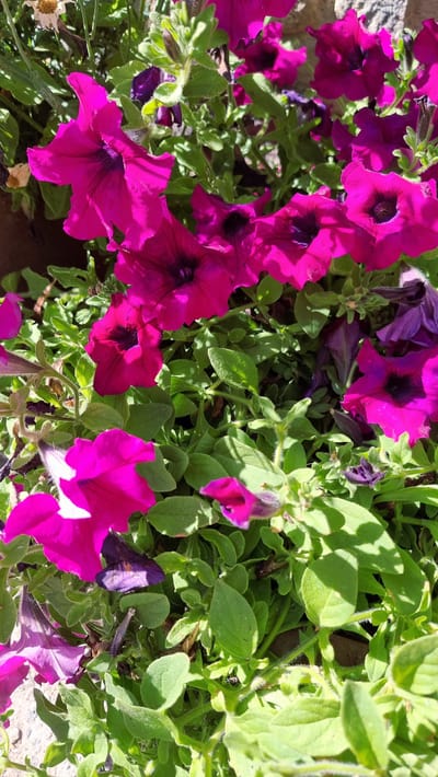 A close-up, high-angle shot captures a cluster of vibrant fuchsia and deep purple petunias in full bloom. The flowers are the primary subjects, with their ruffled petals and dark centers dominating the frame. Lush green foliage surrounds the blooms, creating a dense, verdant backdrop. Some of the leaves are illuminated by dappled sunlight, casting shadows across the scene, suggesting a bright, possibly sunny day. A few of the petunias appear wilted or are in the process of fading, indicated by dry, brown flower heads visible at the bottom left and within the foliage. The overall impression is one of natural beauty and the cycle of life within a garden setting. The context of Setcases, Spain, implies a warm, possibly Mediterranean climate suitable for these flowering plants. No text is visible in the image.