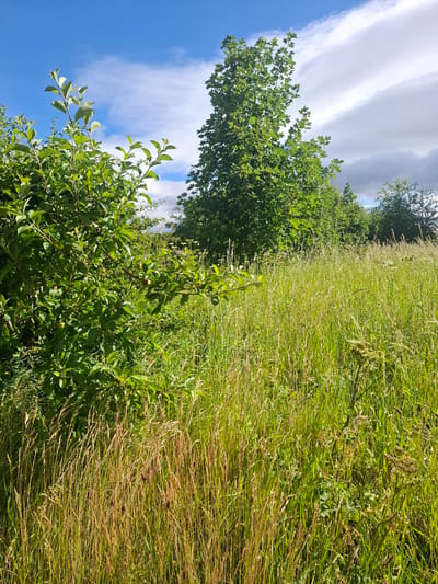 A lush green meadow is filled with tall grass and scattered trees under a blue sky with white and grey clouds. In the foreground on the left, a leafy green bush with small green fruits is visible, with the grass extending behind it. To the right of the bush, the meadow continues with tall, dry grasses mixed with greener vegetation. In the background, several large trees are prominent, with a larger tree in the center left and a cluster of trees to the right. The scene depicts a natural outdoor environment. The location of Middleton Tyas, United Kingdom is an assumption and not explicitly stated or visually verifiable from the image.