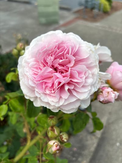 A close-up shot reveals a large, fully bloomed pink rose with layers of delicately ruffled petals, tinged with white at the edges. Smaller buds and partially opened blooms appear nearby, some with a deeper pink hue. Green leaves provide a backdrop, suggesting a lush garden setting. The image captures the flower's intricate texture and soft coloration, creating a serene and visually appealing composition.