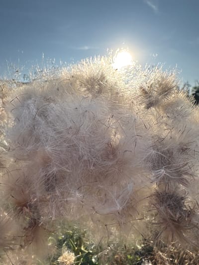 A close-up, low-angle shot captures the fluffy seed heads of a plant, likely in a field or meadow. The bright sun, positioned in the upper right quadrant of the image, shines through the translucent fibers of the seeds, creating a hazy, ethereal glow. The background is a clear blue sky with a few wispy clouds. Hints of green vegetation are visible at the bottom of the frame. The image was taken in Nučice, Czechia.