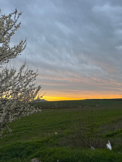 The image captures a landscape scene near Struino, Bulgaria, during a sunset. The sky is partially covered with gray clouds, while the horizon glows with orange and yellow hues from the setting sun. A field of green grass dominates the right side of the frame. In the foreground, branches of a flowering tree with small white blossoms are visible. An electrical transmission tower is visible in the background.