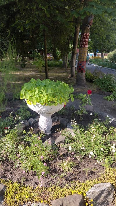 In Borodianka, Ukraine, a decorative urn filled with lush green plants stands prominently in a garden. The urn is ornate, with a pedestal base adorned with sculpted details. Surrounding the urn is a bed of various flowers, including small pink and white roses, and low-growing succulent-like plants with yellow blossoms. Several large rocks are placed around the flower bed, adding to the landscape. In the background, a tree wrapped in colorful knitted squares is visible, along with another tree that has an owl figure perched on it. A paved path runs behind the trees, and beyond that, a fence and more trees suggest the edge of the park or garden. A person in a light-colored shirt and shorts is walking away from the camera on the path. The scene is illuminated by natural daylight, casting shadows and highlighting the greenery.