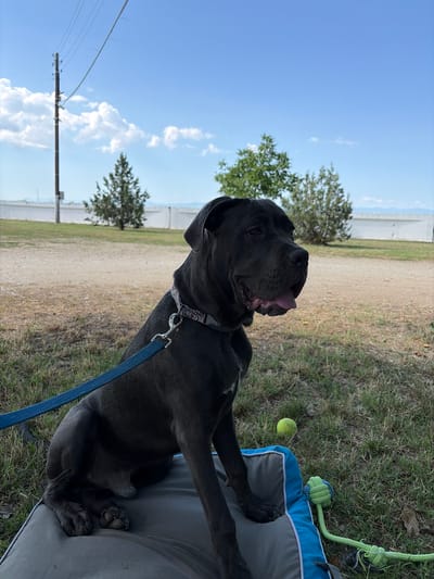 A dark-colored dog, likely a Cane Corso, sits on a dog bed outdoors. The dog is wearing a collar and is attached to a blue leash. A green tennis ball and a rope toy are visible on the grass next to the dog bed. In the background, there is a dirt path, grass, trees, and a white wall. A utility pole with wires stands to the left of the frame. The sky is blue with scattered clouds. The location is identified as Kaloyanovo, Bulgaria.
