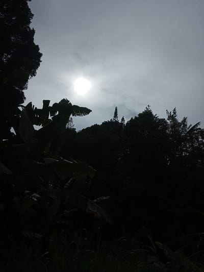 An obscured sun shines through a gray, overcast sky, highlighting silhouettes of dense foliage. In the foreground, banana leaves are prominent, their shapes sharp against the bright light. A thick line of trees and vegetation fills the midground, obscuring details and creating a stark contrast. The scene evokes a sense of mystery and dramatic lighting.