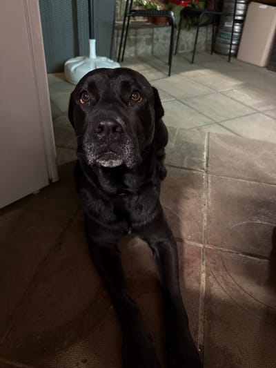 A black dog with a grey muzzle is sitting on a tiled patio in Lozno, Bulgaria. The dog is looking directly at the camera with its tongue slightly out. In the background, there is a white umbrella stand, some chairs, and a beige rectangular object. The scene appears to be outdoors, possibly a backyard or patio area.