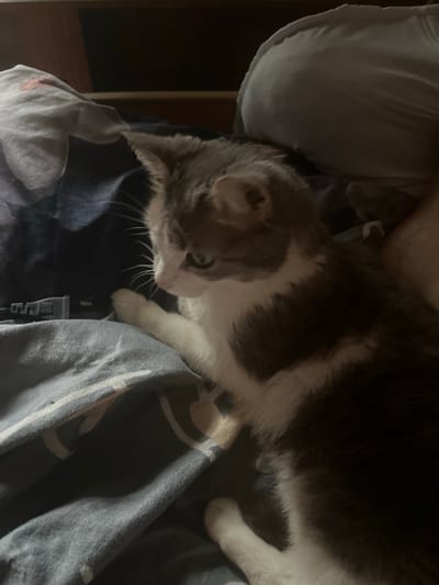 A grey and white cat is resting on a bed. The cat is looking to the left of the frame. The bed is covered with dark blue and grey bedding. There are some pillows in the background. The overall lighting is dim, suggesting it might be nighttime or indoors with low light. There is no information or visual cues within the image to determine its location in the city of Shu, Kazakhstan.