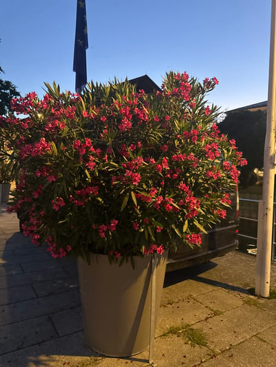 The image depicts an outdoor scene at dusk, likely in the town of Prien am Chiemsee, Germany. In the foreground, a large, grey planter holds a lush green bush adorned with numerous bright pink flowers. The planter sits on a paved walkway made of rectangular stone slabs. To the right of the planter, a tall white pole stands vertically, illuminated by a warm light.
Behind the planter and bush, a dark-colored van is partially visible, parked near a body of water. The van has a license plate that appears to read "MB V 170." A metallic fence runs along the edge of the water.
In the background, a tall flagpole flies the flag of the European Union. The sky above is a clear, deep blue, transitioning to a lighter hue towards the horizon. The overall impression is of a tranquil, twilight setting in a European town.