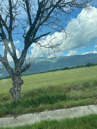 The image displays a rural landscape, presumed to be in the vicinity of Tazha, Bulgaria, under a partly cloudy sky. A large, mature deciduous tree with a thick, gnarled trunk and numerous bare branches dominates the left foreground, extending upwards and obscuring a portion of the sky. The tree's bark exhibits a dark, textured appearance. To the right of the tree, a substantial agricultural field of light green crops, consistent with wheat or barley, stretches into the mid-ground. In the background, a range of green mountains or hills is visible, receding into the distance beneath a horizon marked by both clear blue sky and scattered white cumulus clouds. A light grey concrete barrier or curb runs horizontally along the lower portion of the image, separating a strip of mixed green and dry grasses and weeds in the immediate foreground from the cultivated field. No human or animal subjects are present.