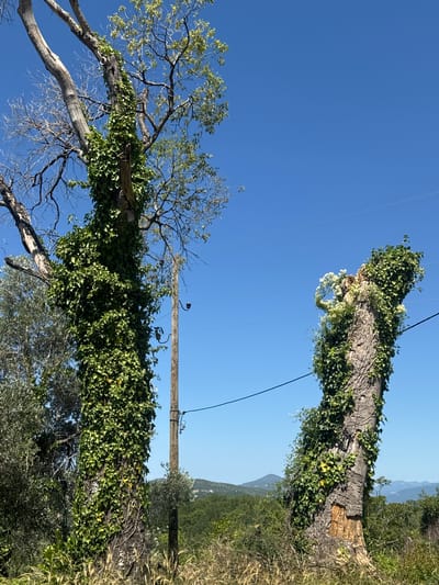 The image depicts two prominent tree stumps overgrown with ivy, set against a clear blue sky. To the left, a tall, thick tree trunk is almost entirely covered in dense green ivy, with some bare branches extending upwards. To the right, a shorter, rougher tree stump also features significant ivy growth, with small white flowers blooming near its top. A wooden utility pole stands between the two stumps, with power lines running horizontally across the frame. The background consists of lush green vegetation and distant, rolling hills, indicative of an outdoor, possibly rural or semi-rural, setting. The overall impression is one of nature reclaiming man-made or damaged elements. This scene is located in Prijeradi, Montenegro.