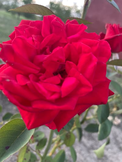 A close-up, slightly angled shot captures a vibrant red rose in bloom. The rose is the primary subject, filling most of the frame, with its many petals unfurling in layers. Some petals appear slightly crumpled or uneven. The color is a rich, deep red, with subtle variations in tone due to the lighting.
In the background, out of focus, are hints of greenery from leaves and stems, and a blurred structure that appears to be a reddish-brown wall. There's also a suggestion of a bright, possibly overcast sky at the top. A second, less prominent red rose is visible in the upper right quadrant of the image, also out of focus.
The image appears to have been taken outdoors, likely in a garden setting. The presence of leaves and the natural lighting suggest it is daytime. The texture of the rose petals is the most detailed element in the foreground. No people or specific actions are depicted. The environment is natural and floral.