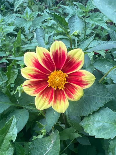 A close-up, eye-level shot captures a single, vibrant dahlia flower in full bloom, surrounded by lush green foliage. The flower is characterized by its striking bicolor petals, which transition from a bright yellow at the tips to a deep red closer to the center. The central disk of the flower is a cluster of small, golden florets.
The background consists of a dense arrangement of various green leaves, some of which appear to be from nettle plants due to their serrated edges and slightly fuzzy texture. The lighting suggests it is daytime, with soft light illuminating the flower and its surroundings. There are no people or animals visible in the image. The setting is a natural, outdoor environment, likely a garden. The image does not contain any information to place it specifically within the city of Poletaevo, Russia.