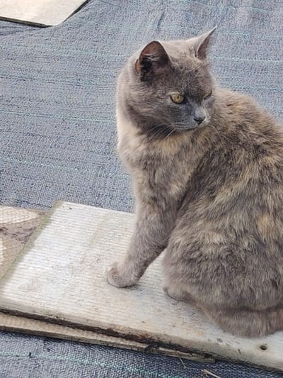 A grey tortoiseshell cat with yellow eyes is sitting on a wooden plank, which is placed on a blue textured mat. The cat is facing to the right of the frame, with its head turned slightly towards the viewer. Its fur shows patches of grey and reddish-brown. The background is out of focus and appears to be an outdoor setting, possibly in Novaya Prismara, Russia. The lighting suggests it is daytime.
