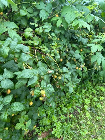 An outdoor, high-angle, medium shot shows a raspberry bush with yellow fruits. The bush is dense with green leaves and has several branches laden with unripe and ripe yellow raspberries. The ground below the bush is covered with green grass and some smaller plants. The scene is located in the village of Вишенка Снт, Russia. There are no people visible in the image.