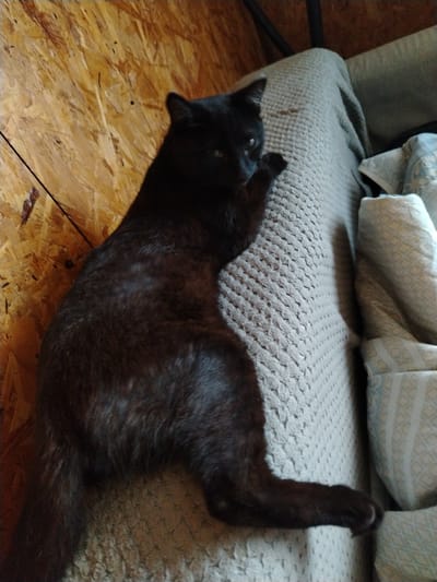 The image shows a black cat lounging on a textured, beige blanket. The cat is lying on its side, with its head turned towards the viewer and one paw extended. The cat's fur appears dark and sleek, with some lighter patches visible on its back. The blanket has a woven texture, and there are other folded blankets or cushions with a patterned design to the right of the main blanket. In the background, there is a wall made of light-colored wood panels, possibly OSB, which suggests an indoor setting, perhaps a rustic or unfinished room. The lighting is somewhat dim, casting soft shadows. The overall mood is relaxed and peaceful, with the cat appearing comfortable and at ease. No visible text is present in the image. The location context provided is Zyryanskoye, Russia.