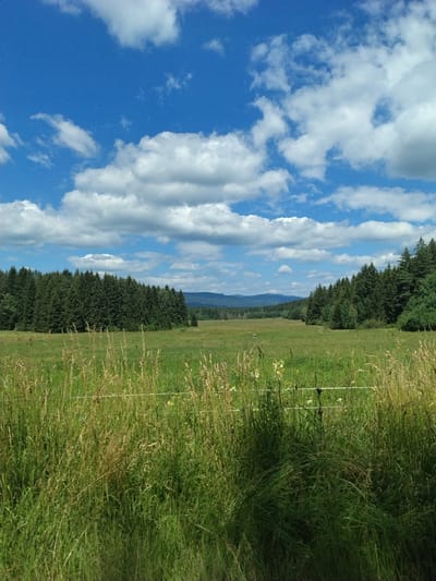 This is a landscape photograph taken in Černá v Pošumaví, Czechia. The image depicts a vast, green meadow stretching towards a dense forest of evergreen trees on the horizon. The sky is a vibrant blue, dotted with fluffy white clouds. In the foreground, tall grass with dry stalks is visible, partially obscuring a white wire fence. The scene is serene and natural, capturing the essence of a rural summer day.