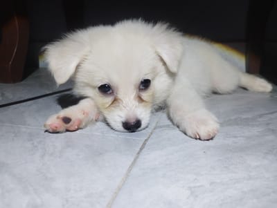 A white puppy lies on a tiled floor, its body partially obscured by shadow from furniture. The puppy has dark eyes and a black nose, and its front paw is visible with pink paw pads and dark markings. A faint rainbow-like reflection is visible on the dark background behind the puppy. The scene is set indoors in Iyafin, Nigeria.