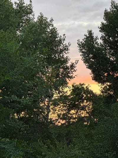 The image shows a view through trees at a sunset. The sky is a gradient of pink and yellow, with some clouds visible. The trees are dark green and leafy, with their branches silhouetted against the sky. The scene is calm and natural, evoking a sense of peace and tranquility. There are no people or man-made objects visible in the image. The location is described as Masalovka, Russia.