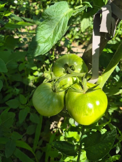 A close-up, high-angle shot captures three unripe green tomatoes on a vine, bathed in sunlight. The tomatoes are clustered together, with one prominent in the foreground, reflecting the bright light. The surrounding foliage is lush and green, with some leaves casting shadows on the tomatoes and the ground below. A grey fabric tie is visible, securing the plant to a support stake. The scene appears to be in a garden setting.