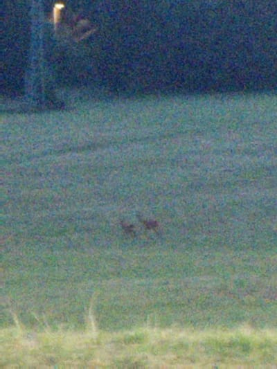 The image depicts a dimly lit outdoor scene, possibly at dusk or night, with significant image noise obscuring fine details. In the upper left quadrant, a tall, slender object with a bright, illuminated top is visible, likely a lamppost. The rest of the frame is dominated by a field of grass, with a darker, out-of-focus background suggesting trees or foliage. In the middle of the grassy area, two dark, indistinct shapes are present, which could be animals, such as rabbits or deer. The foreground shows a band of lighter green, indicating more grass or perhaps the edge of a path. The overall impression is of a rural or park-like setting within Nový Jičín, Czechia, at a time of low light conditions.
