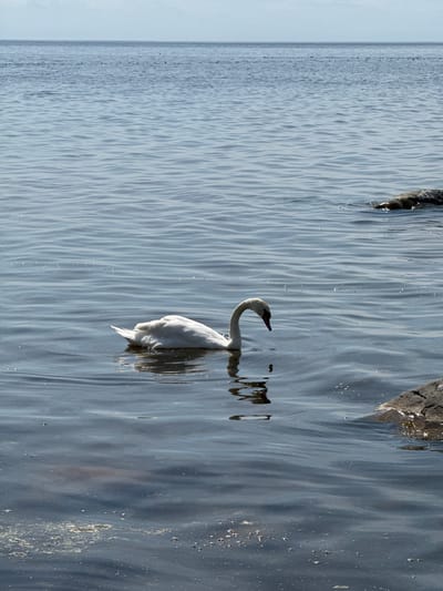 This tranquil landscape photograph captures a white swan gracefully floating on a body of water, likely the Baltic Sea, given the Saulkrasti, Latvia location context. The image is oriented horizontally, with a faint horizon line visible across the upper portion where the water meets a bright, possibly overcast sky.
The surface of the water dominates the scene, characterized by gentle, parallel ripples and shimmering reflections of sunlight, creating a textured pattern of blues, grays, and whites. These patterns suggest a calm body of water with subtle movement. Dark, rocky formations or land are partially visible along the far right edge of the frame, hinting at a rocky coastline or submerged elements near the shore.
The main subject, a beautiful white swan, is positioned in the mid-right section of the image. Its long, S-shaped neck is elegantly curved, with its head raised as it looks towards the left side of the frame. The swan's distinctive black-tipped, orange-red beak stands out against its pristine white plumage. A clear, slightly distorted reflection of the swan's head and neck is visible directly beneath it in the water, mirroring its form. The rest of the swan's body is largely submerged, with only its upper back and tail feathers visible above the waterline.
The lighting suggests it is daytime, with bright ambient light and visible highlights on the water. The scene evokes a sense of peace and natural serenity. No text is visible in the image.