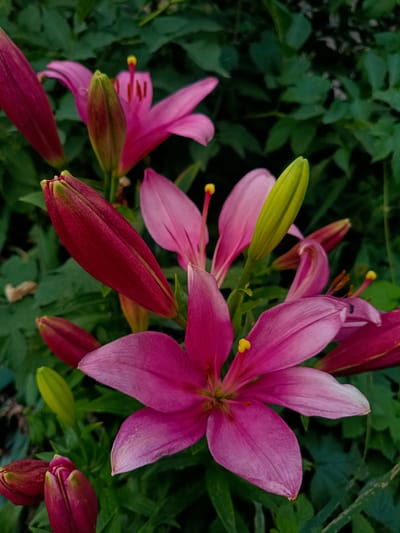 The image displays a close-up view of several pink lily flowers and buds set against a backdrop of dark green foliage. The flowers are in various stages of bloom, with some fully open, revealing their delicate petals and yellow stamens, while others are still tightly closed buds. The lighting suggests it could be daytime, possibly overcast or shaded, as there are no harsh shadows. The scene is outdoors, likely in a garden or natural setting. The focus is on the vibrant pink and green colors of the flowers and leaves. There is no visible text in the image. The overall impression is one of natural beauty and the quiet unfolding of blossoms.