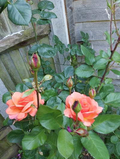 The image shows a close-up of several rose buds and one fully bloomed orange rose in a garden setting. The roses are surrounded by lush green leaves. In the background, there is a weathered wooden fence and a concrete post, suggesting an outdoor environment. The lighting is natural and appears to be daylight. There is no indication of the specific location within Canterbury, United Kingdom.
