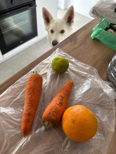 A white German Shepherd dog peeks over a wooden kitchen counter at two carrots, a lime, and an orange on a sheet of clear plastic. In the background, a black oven is visible. The dog appears to be looking at the camera with curiosity. The kitchen counter is a warm wood tone, and the background is a bright, modern kitchen. The dog is focused on the produce, suggesting it may be interested in being fed. The scene is set in a domestic environment, likely a home kitchen. The presence of the dog and the food items creates a relatable, everyday scenario.
