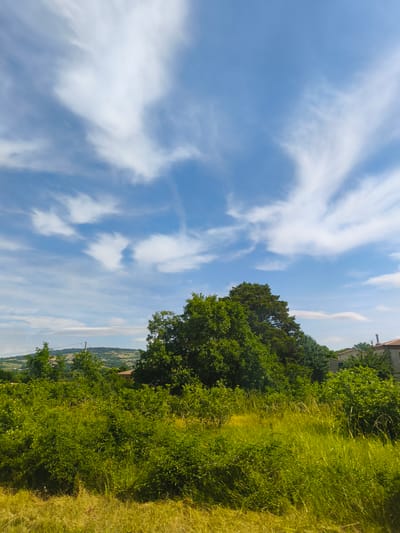 This image depicts a landscape scene in San Polo Matese, Italy, under a bright blue sky with wispy white clouds. The foreground is filled with lush green vegetation, including bushes and tall grasses, with a patch of yellowed grass to the left. Behind the dense greenery, several trees stand tall, their leaves a vibrant green. Further in the background, rolling hills covered in vegetation and scattered buildings are visible, some with terracotta roofs. The overall impression is of a sunny day in a rural, Italian setting. There are no people or actions visible in the image.