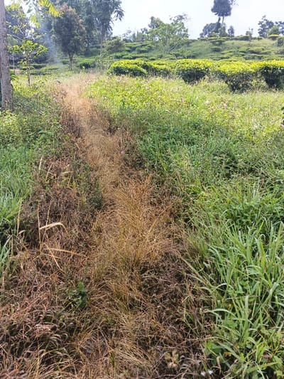 A verdant landscape with a path winding through it. The path is filled with brown, dry grasses, contrasting with the lush green vegetation on either side. In the background, there is a tea plantation, characterized by rows of neatly trimmed bushes. Further back, scattered trees dot the hillside under a clear sky. The scene evokes a sense of tranquility and rural beauty.