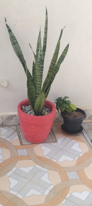 The image displays a static outdoor or semi-outdoor scene, confirmed to be in Bamburi ward, Kenya. Two potted plants are positioned on a tiled floor against a light-colored wall.
On the left, a tall Sansevieria trifasciata (snake plant) with variegated green and light-green leaves is contained within a red, cylindrical planter. The soil surface in this pot is covered with light gray crushed stones. To the right, a smaller plant with roundish green leaves is housed in a black, round plastic pot, which rests on a black saucer. The soil in this smaller pot appears dry.
The background consists of a plain, light cream-colored wall, featuring a small white circular fixture on the left side. The foreground is covered with ceramic tiles, exhibiting a complex geometric pattern composed of interlocking light brown, tan, and light gray/white shapes. A small, square metal grate is visible on the tiled floor directly behind the base of the red planter. No individuals or animals are present, and no actions or interactions are depicted.