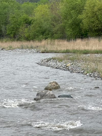 The image depicts a natural scene, likely a riverbank, with the perspective rotated 90 degrees counter-clockwise. On the left side of the image is dense green foliage, possibly trees or bushes. Adjacent to the foliage is a narrow, dirt or gravel path. To the right of the path, there's a rocky embankment leading down to a river. The river flows from the top of the image towards the bottom, with its surface appearing turbulent and foamy. Several large rocks are visible within the river. The location is Assinovskaya, Russia.