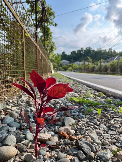 The image shows a low-angle view of a vibrant red plant growing among grey pebbles on the side of a paved road. A rusty metal fence runs along the left side of the road, with green foliage and trees visible behind it. In the distance, a tree-lined hillside with houses can be seen under a sky with scattered clouds. The location is identified as ღრმაღელის თემი, Georgia. There are no people or animals visible in the scene.
