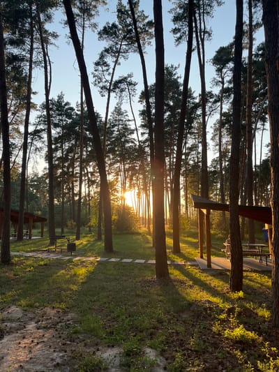 This media file depicts a sun-drenched forest scene in Lohvyn, Ukraine. The image is oriented vertically, showcasing tall pine trees that create a canopy overhead. The sun is setting, casting long shadows and bathing the scene in warm, golden light.

The forest floor is covered with grass, pine needles, and scattered pinecones. A paved pathway, possibly a walking trail, is visible running through the trees, with several picnic tables and shelters alongside it. The presence of these amenities suggests the area is a recreational space, perhaps a park or campground.

The time of day is clearly late afternoon or early evening, given the low angle of the sun and the intense, warm light. The weather appears to be clear and pleasant, with no visible signs of rain or clouds. The overall mood is serene and tranquil, evoking a sense of peace and natural beauty.

There are no people visible in the image, nor is there any visible text. The focus is entirely on the natural landscape and the subtle human elements within it. The lush green of the grass contrasts with the darker trunks of the trees and the bright sunlight. The perspective looking up through the trees adds to the feeling of immersion in nature.