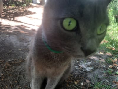 A close-up, slightly out-of-focus shot shows a grey cat with bright green eyes looking directly at the camera. The cat is wearing a thin, green collar. The background is blurred, with hints of green foliage and dappled sunlight on the ground, suggesting an outdoor setting. The ground appears to be a mix of dirt and dried leaves. There are no people or buildings visible in the frame. The image is likely taken in Liubakhy, Ukraine, given the location provided.