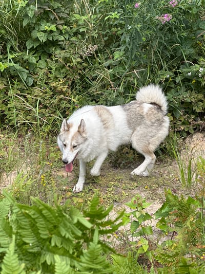 A medium-sized, tan and white dog with a fluffy tail is standing in a grassy area with dense green foliage and some scattered wildflowers. The dog is facing left, with its tongue hanging out. The environment appears natural and somewhat overgrown, with ferns and other plants in the foreground. The scene is set outdoors, likely in a natural or semi-natural environment. There is no indication of the city of Karabanovo, Russia, in the image itself.