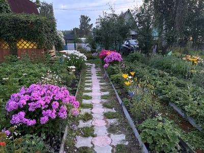 This image depicts a backyard garden scene in Medvedchikova, Russia. A stone pathway winds through the garden, flanked by lush green foliage and vibrant flowers. Purple phlox, white daisies, and yellow lilies are prominent among the plants. In the background, a house with a metal roof and a dark-colored car are visible. The sky is overcast. The scene conveys a sense of natural beauty and domestic tranquility.