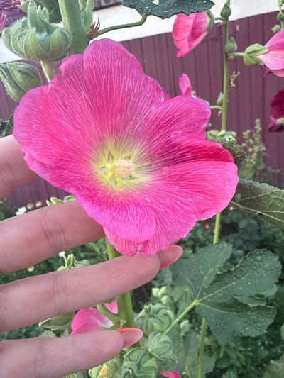 The image shows a close-up of a bright pink hollyhock flower in bloom. The flower has delicate, crinkled petals with faint white veins radiating from the center, which is a pale yellow with a cluster of stamen. Part of a person's hand, with painted orange-pink nails, is visible in the foreground, gently touching one of the petals.
In the background, out of focus, are more hollyhock flowers and buds in shades of pink and darker purple. There are also large, green, palmately lobed leaves typical of the hollyhock plant. A thin green stem runs horizontally across the frame, supporting the flowers. Behind the foliage, a textured, dark reddish-brown surface is visible, possibly a wooden fence or wall, with a sliver of a lighter-colored structure on the far left.
The lighting suggests it could be daytime, with soft light illuminating the flower. The overall scene evokes a sense of nature's beauty and the tactile experience of interacting with a delicate bloom. There is no visible text in the image. The context provided places this scene in Novolativka, Ukraine.