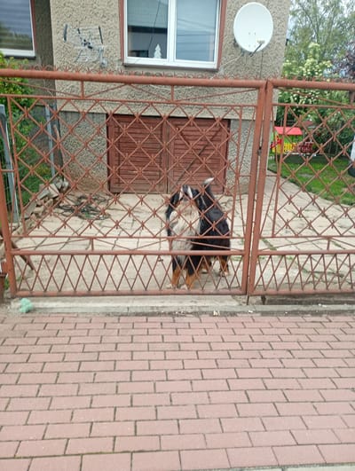 The image shows a dog standing behind a rusty metal gate in front of a building. The building appears to be a house with two windows and a satellite dish on the wall. The gate is made of diamond-shaped metal lattice. The ground in front of the gate is paved with red bricks, and the ground behind the gate is a concrete patio. There is a small playground structure visible in the background, suggesting the location might be a residential area. The dog is black and tan with a fluffy coat. The scene appears to be in Zawiercie, Poland, a city known for its industrial heritage and located in the Silesian Voivodeship. The overall impression is of an ordinary street scene with a domestic animal.