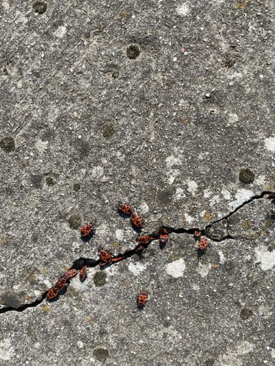 The image displays a detailed, top-down view of a weathered grey concrete surface, characteristic of an outdoor urban setting. The specific location within Montigny-le-Bretonneux, France, is not identifiable from the image content. The concrete exhibits a coarse texture, with varying shades of grey, irregular patches of white mineral deposits or dried residue, and several small, circular dark green biological growths consistent with moss or lichen. A prominent, dark, irregular crack traverses the lower and central portions of the surface, extending diagonally from the bottom-left towards the mid-right. This crack is approximately 1-2 centimeters in width at its widest points. Scattered across this surface, predominantly clustered along the edges and within the fissure of the crack, are approximately fifteen to twenty (15-20) firebugs (Pyrrhocoris apterus). These insects are distinguished by their bright red and black coloration, forming specific patterns on their bodies. The scene is brightly illuminated by direct overhead sunlight, casting defined shadows and emphasizing surface textures.